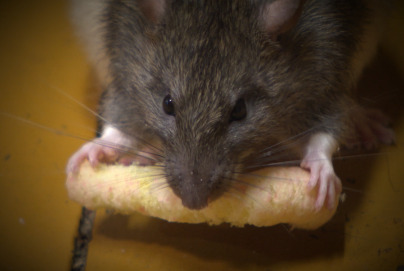 Plaga szczurów w okolicach Gniezna? „Trutka znika i dalej są”